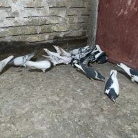 سلام ۱۸تا حیوان پرشی زده خوردی|پرنده|اقبالیه, |دیوار