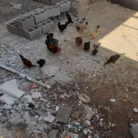 مرغ وخروس محلی