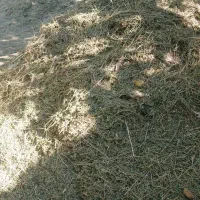 یونجه فروشی