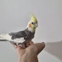 عروس هلندی|پرنده|فلاورجان, |دیوار