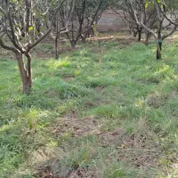 فروش زمین مسکونی واقع در شهر سورک