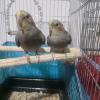 دو عدد عروس هلندی ۳ ماهه سرلاکی|پرنده|رشت, جانبازان|دیوار