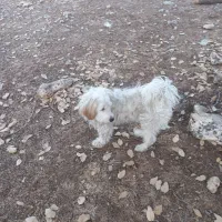 سگ.|سگ|اسلام‌‌آباد غرب, |دیوار