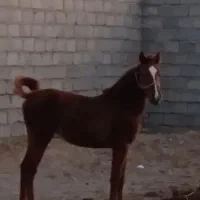 کره ماده از محشر رهنان