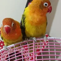 طوطی برزیلی یوینگ گلد ۳عدد ماده|پرنده|ری, دولت‌آباد|دیوار