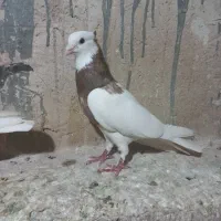 هفت تا طوقی پرشی