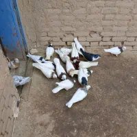 کبوتر طوقی|پرنده|خوشاب, |دیوار