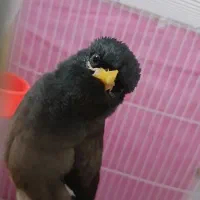 مینا خوشگل جوان