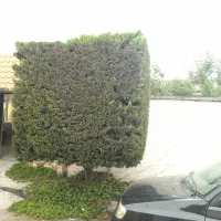 انجام کار باغچه و هرس انواع درختان تزئینی