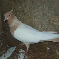 کبوتر رنگی|پرنده|گله دار, |دیوار