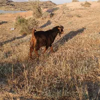 چبش نر تخمی