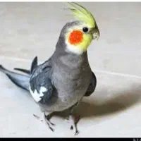 طوطی عروس هلندی  نر