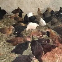 جوجه محلی ، مرغ ، خروس