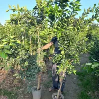 نهال گردوزیتون یاس مرکبات درخت نهالستان تولیدی