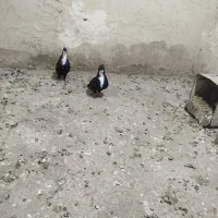 ۲جفت ریش کاکل پاک عتیقه