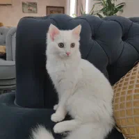 گربه ماده پرشین