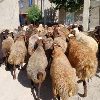تعداد ۳۸راس گوسفند آبستن سنگین جوان شیره دار|حیوانات مزرعه|کرمانشاه, |دیوار