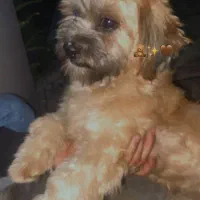 واگزاری سگ|سگ|گرگان, |دیوار