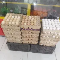 انواع تخم مرغ محلی موجود است