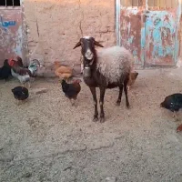 میش زاید و بز زایده و میش ابستن|حیوانات مزرعه|نیشابور, شهرآرا|دیوار