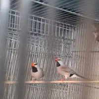 یک جفت فنج کرواتی بالغ و مولد