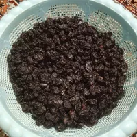 مویز انگور دیمی