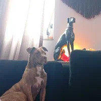 امریکن پیتبول تریر ۸ماهه ماده