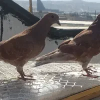 کبوتر پرشی|پرنده|پردیس, فاز ۱|دیوار