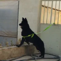 سگ ژرمن