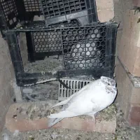 گمشده