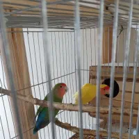 یک جفت طوطی برزیلی مولد|پرنده|بهار, |دیوار