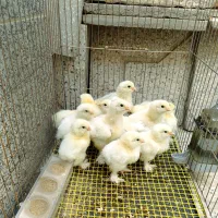 تخم نطفه دار و جوجه برهما لایت