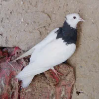سه تا کفتر پرشی|پرنده|چناران, |دیوار