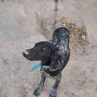 آلمانی اصل|سگ|فراغی, |دیوار