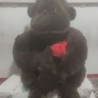 گوریل پشمی|اسباب‌‌بازی|تهران, راه آهن|دیوار