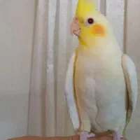 عروس هلندی لوتینو زعفرانی