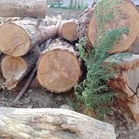خرید چوب های خشک وتر با بهترین قیمت روز|خدمات باغبانی و درختکاری|دورود, |دیوار