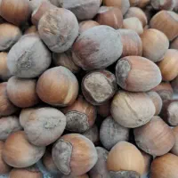 فندق الموت تازه وپرمغز