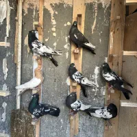 ۸ تا کفتر کله سینه پرشی|پرنده|مشهد, رضاشهر|دیوار