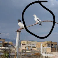 کفتر گمشده