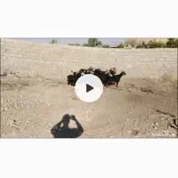 15راس گیسه آبستن داشتی