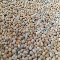 دان پرندگان. سهره .قناری .کبوتر .مرغ|پرنده|دهگلان, |دیوار