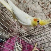جوجه یک ماهه عروس هلندی سینامون و لوتینو|پرنده|تهران, اتابک|دیوار