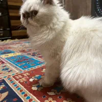 گربه پرشین سفید ماده