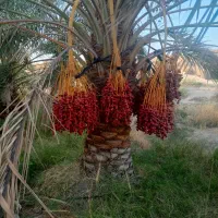 فروشدرخت مرکبات انواع نخل ....