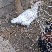 دو مرغ و تعدادی جوجه|حیوانات مزرعه|آبپخش, |دیوار