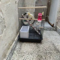 پرنده عروس هلندی|پرنده|چهاردانگه (تهران), |دیوار