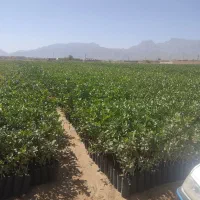 ارقام مختلف نهال پسته ۱ساله و۲ساله|گل و گیاه طبیعی|شاهین‌شهر, گزبرخوار|دیوار