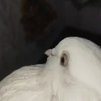 کبوتر زیر قیمت میدم|پرنده|ملکان, |دیوار