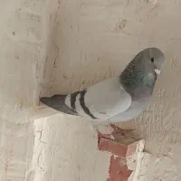 کفتر دم سفید